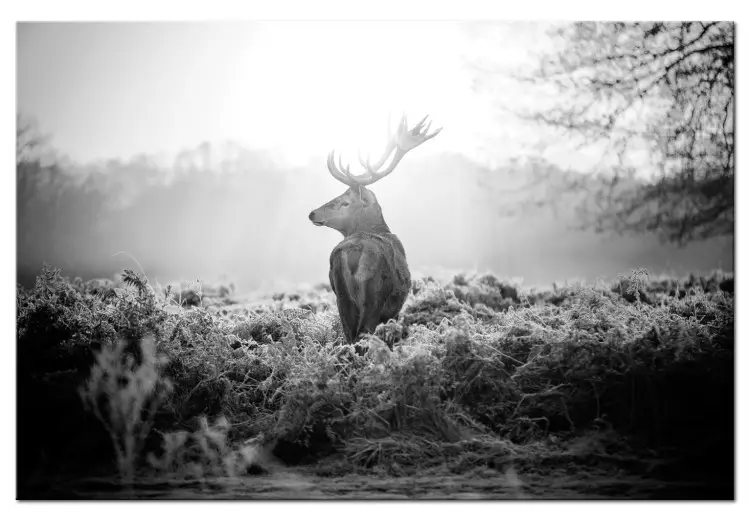 Canvas Black and White Deer