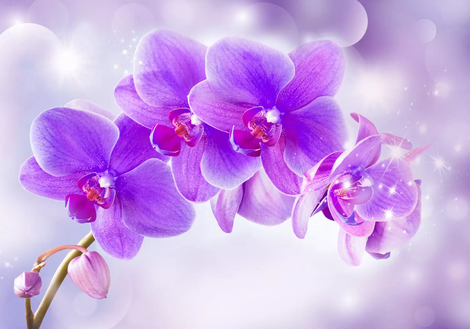 Wall Mural Purple orchids - floral motif on a background with light glow  effect - bimago, image size:1500x1050