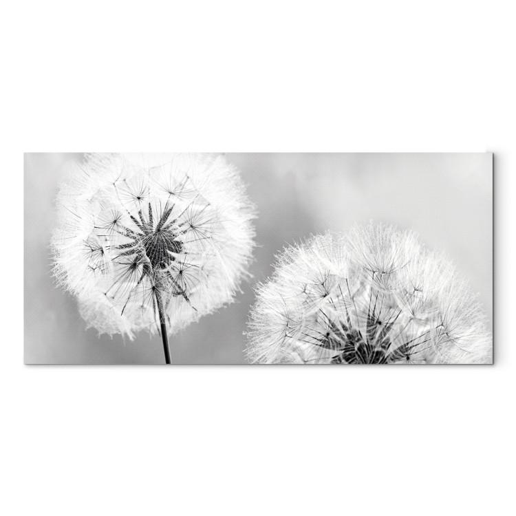 Canvas Fluffy Dandelions (1 Part) Grey Wide