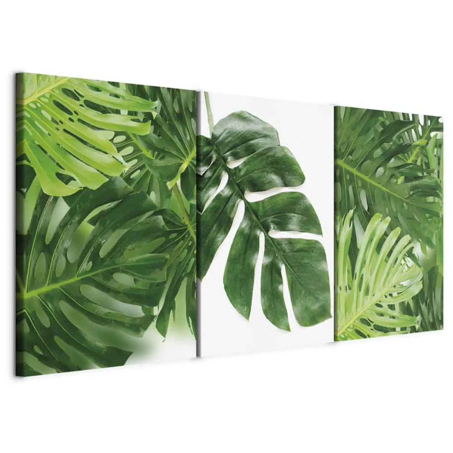 monstera deliciosa aurea large form Monstera Aurea Variegated – Plant Vault main image 1