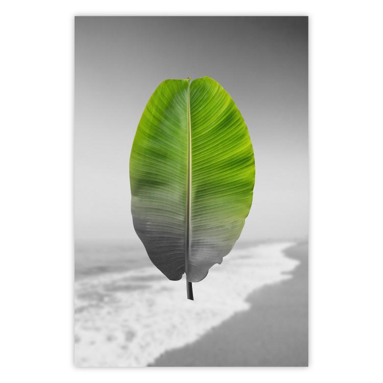 Poster Banana Leaf - Green tropical plant on a gray landscape