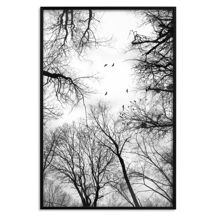 Poster Winter flight - black and white landscape with birds circling among tree tops