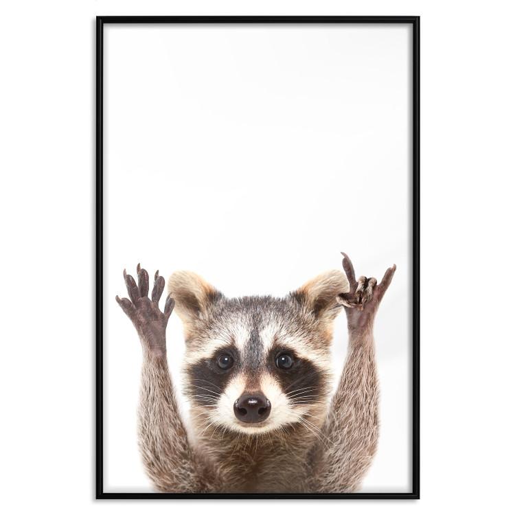 Poster Raccoon - funny animal with paws up on uniformly white background