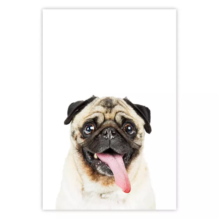 Poster Pug - funny smiling dog with tongue out on white background