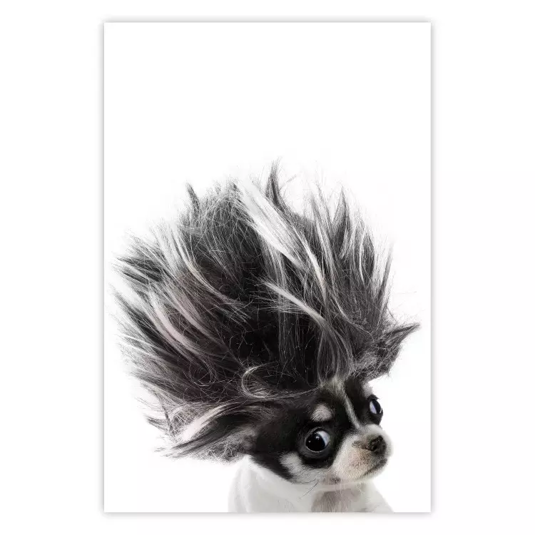 Poster Chihuahua - funny small dog with a fluffy mane on white background