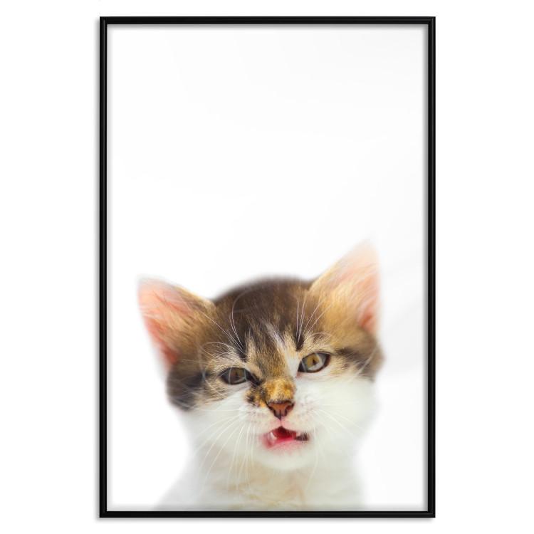 Poster Annoyed cat - white-brown kitten with a funny expression on its face