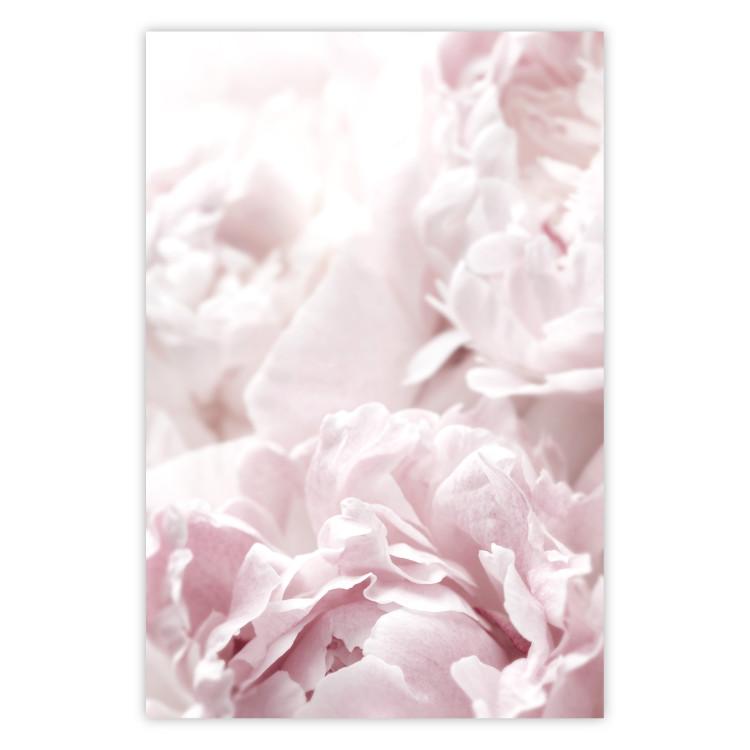 Poster Fluffy peonies - botanical composition with flowers with pink petals