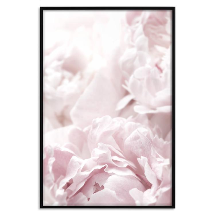 Poster Fluffy peonies - botanical composition with flowers with pink petals