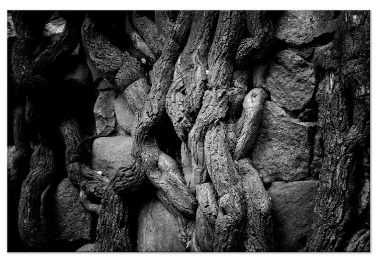Canvas Old Roots - a black and white photograph of stones and roots