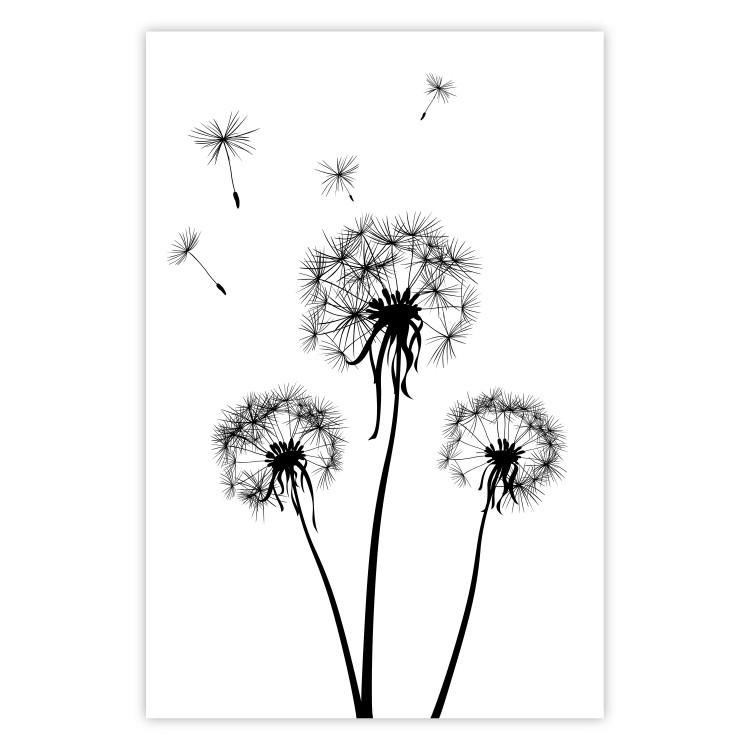 Poster Flying dandelions - black and white composition with three flowers in the wind