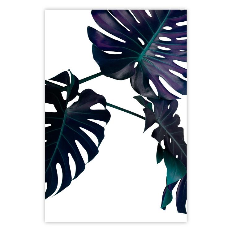 Poster Evergreen - composition with dark tropical leaves on a white background