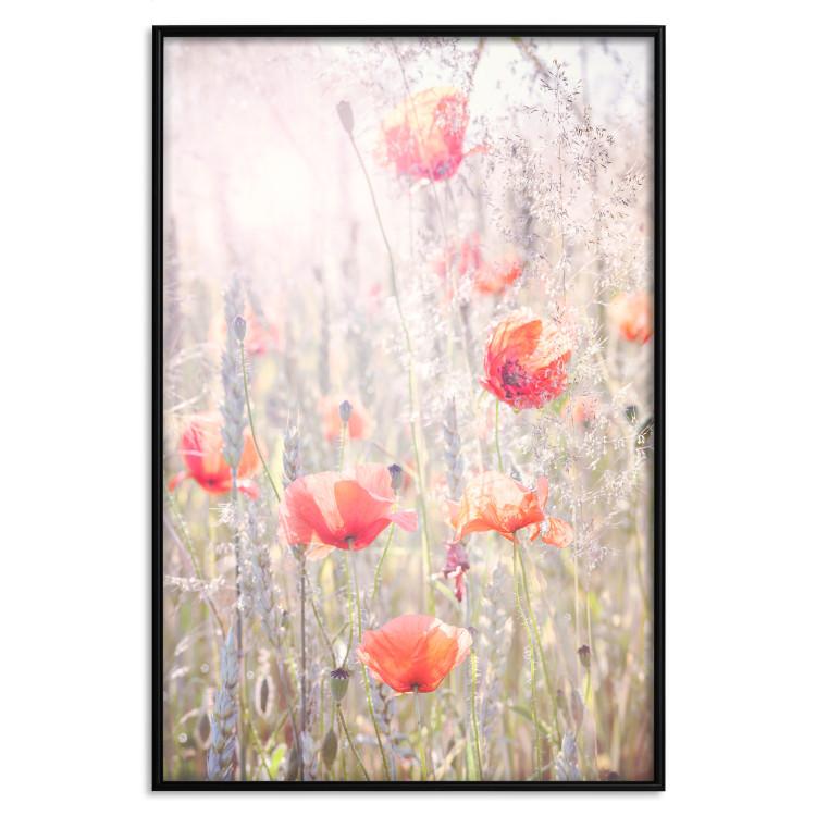 Poster Summer Meadow - colorful composition with red poppies among field flowers