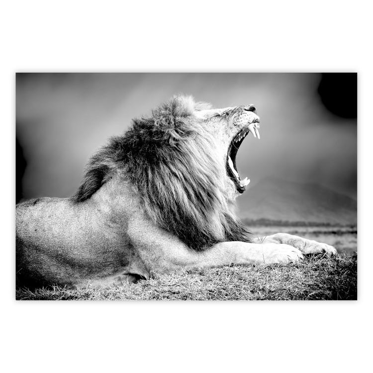 Poster Roaring Lion - black and white composition with a roaring lion on the savanna