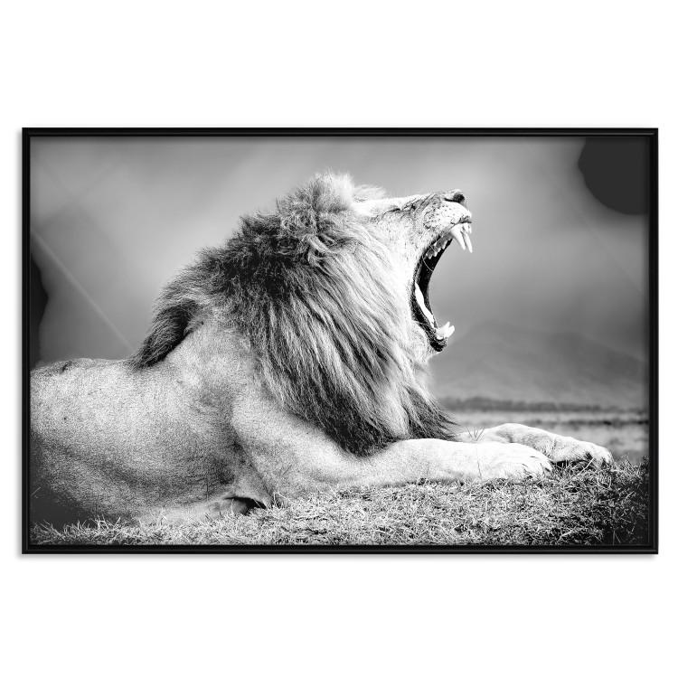 Poster Roaring Lion - black and white composition with a roaring lion on the savanna