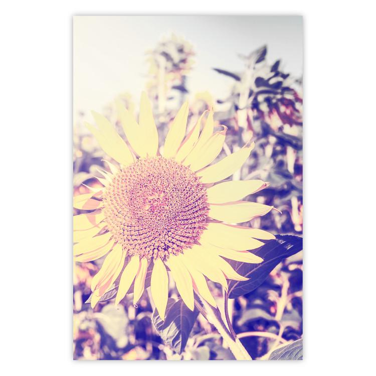 Poster Sunflower - summer composition with yellow flowers in a sunlit meadow