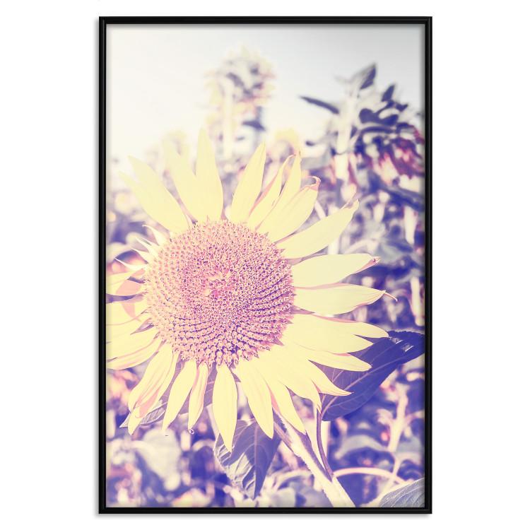 Poster Sunflower - summer composition with yellow flowers in a sunlit meadow