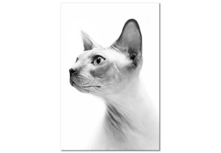 Canvas Pensive sphinx - black and white portrait of a cat in white