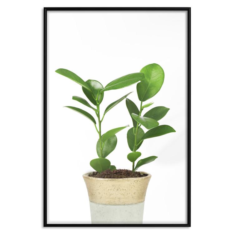 Poster Plant In Pot [Poster]
