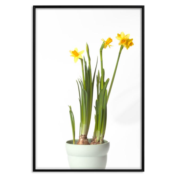 Poster Daffodil - yellow spring flowers in a turquoise pot on a white background