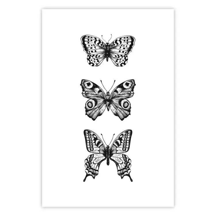 Poster Three Different Butterflies - simple black and white composition with winged insects
