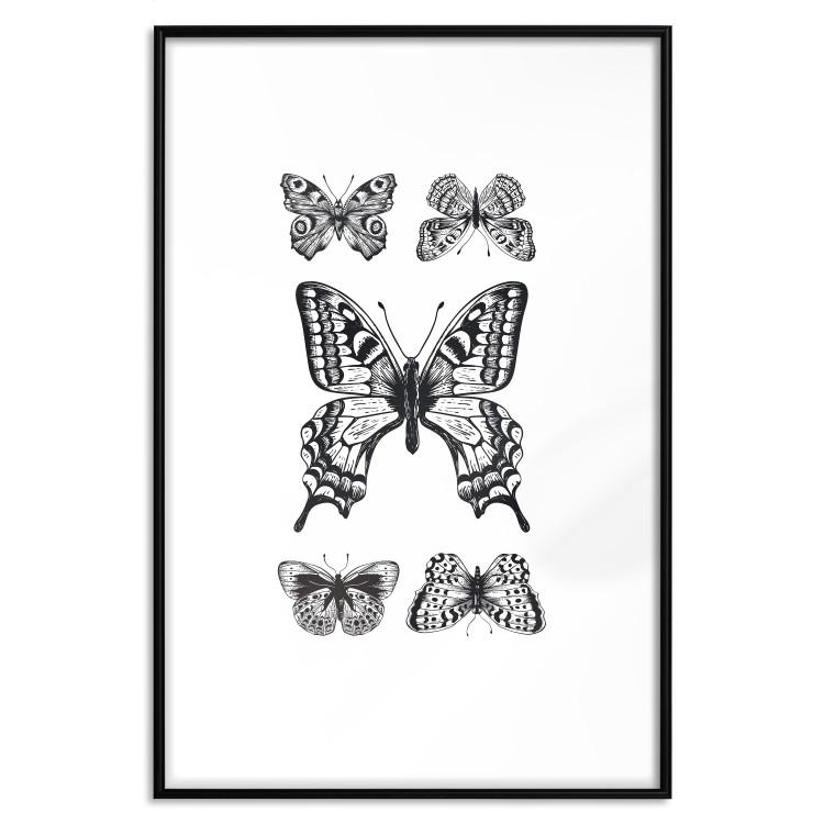 Poster Five Butterflies - black and white composition with winged daytime insects