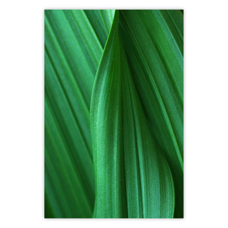 Poster Leaf Texture - composition with a green plant motif