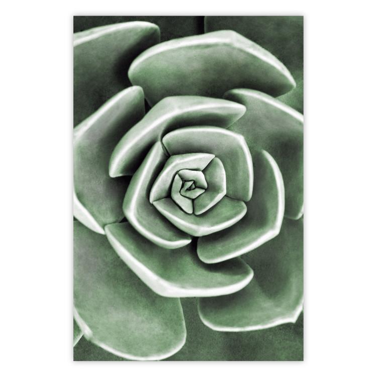 Poster Beautiful Succulent - Scandinavian plant composition with green leaves