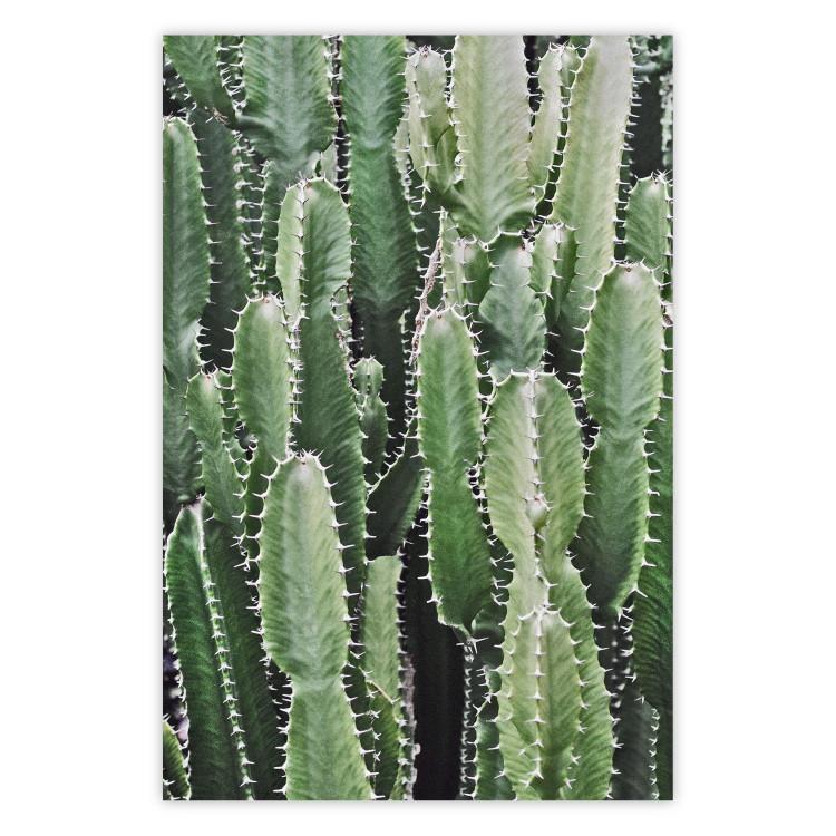 Poster Cactus Garden - composition with prickly plants in green colors