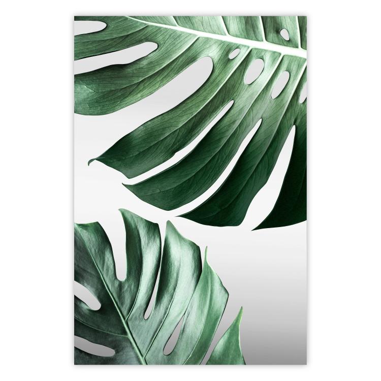 Poster Monstera Leaves - composition with green tropical plants on a white background