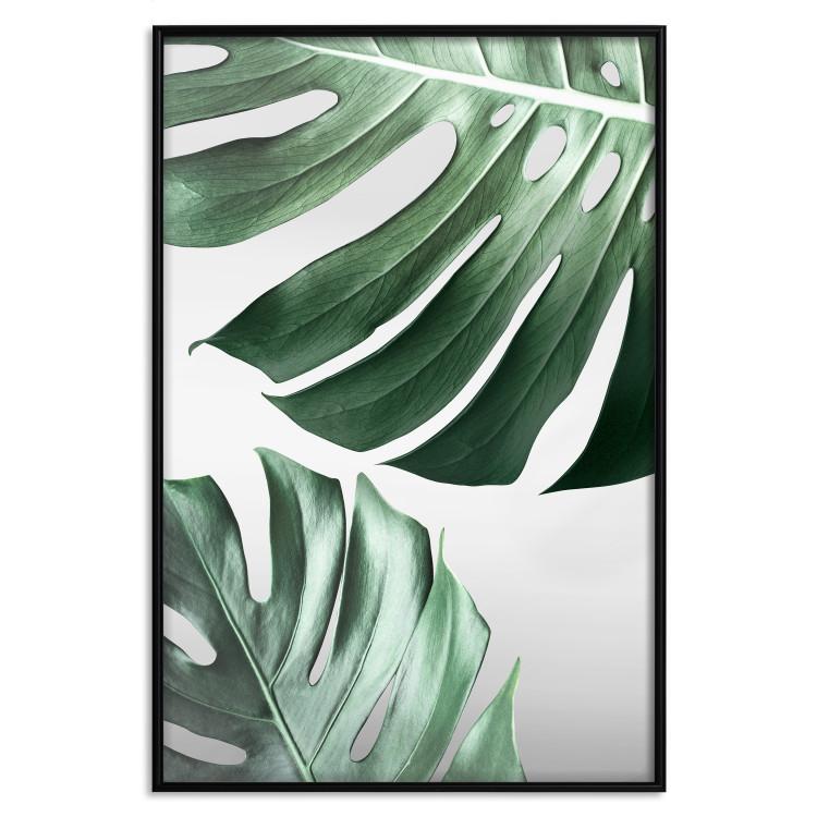 Poster Monstera Leaves - composition with green tropical plants on a white background