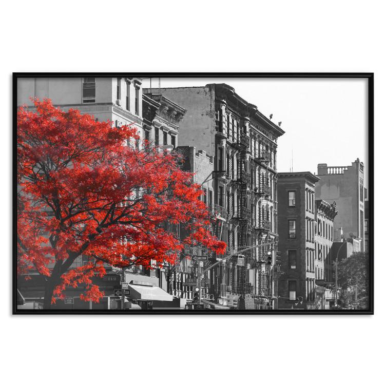 Poster Autumn in New York - black and white urban landscape with a red tree