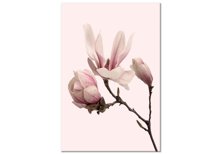 Canvas Symbol of Spring (1-part) - Pink Magnolia Bloom in Nature's Hue