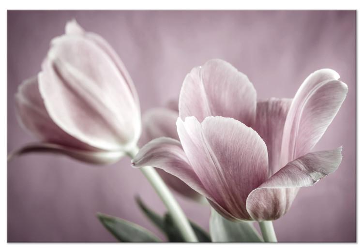 Canvas Tulip Nature (1-part) - Pink Flower in Springtime