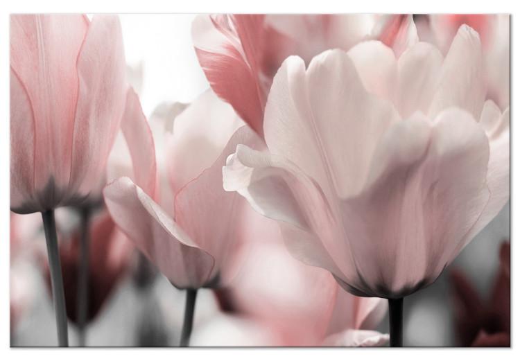 Canvas Spring Petals (1-part) - Tulip Flower in Pink Hue