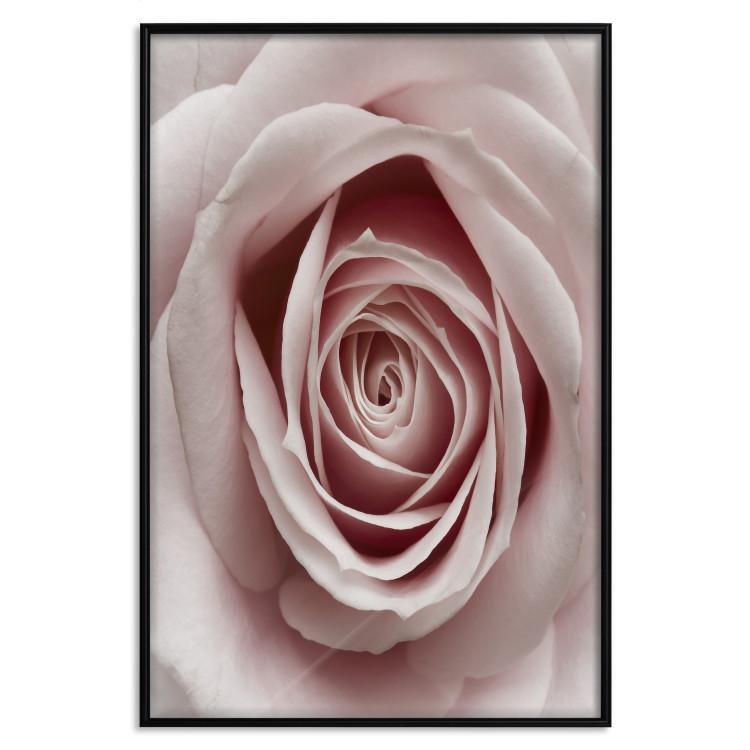 Poster Pastel Rose - composition with a flower with delicate pink petals