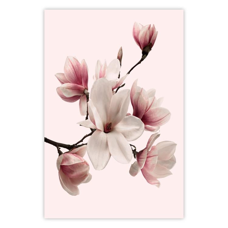 Poster Delicate Magnolias - composition with light pink flowers on a pastel background