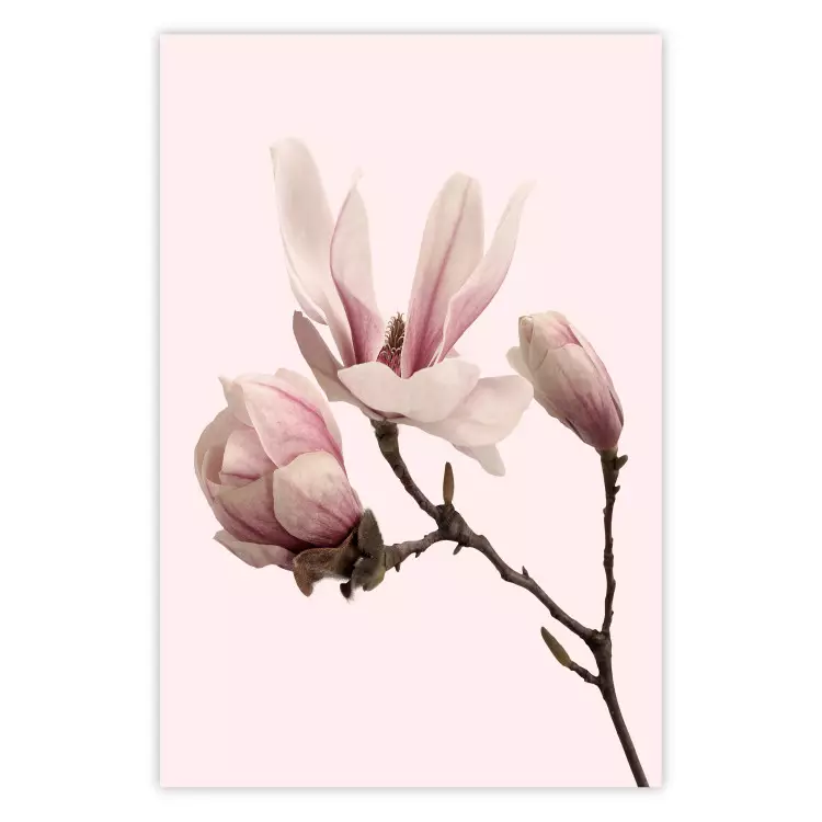 Poster Blooming Flowers - delicate pink magnolias on a branch and pastel background