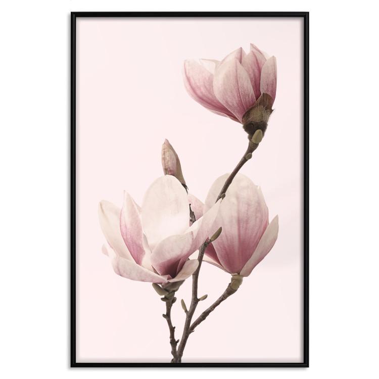 Poster Seasonal Flowers - light pink magnolias on a pastel background