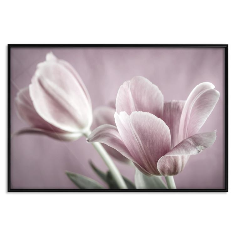 Poster Pink Tulips - powdery petals of spring flowers on a pink background