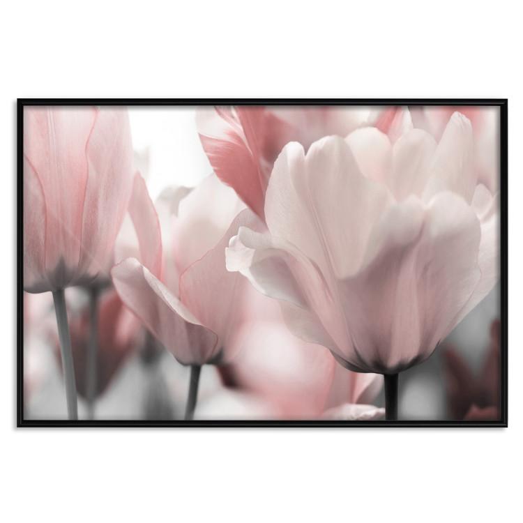 Poster Fairy Tulips - composition with spring flowers in light pink color