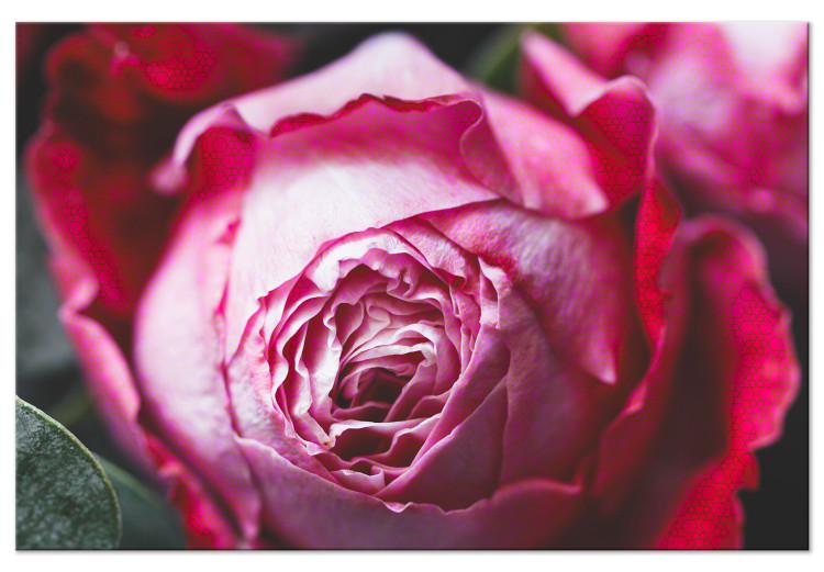 Canvas Rose - close-up of a classic pink flower on a geometric background