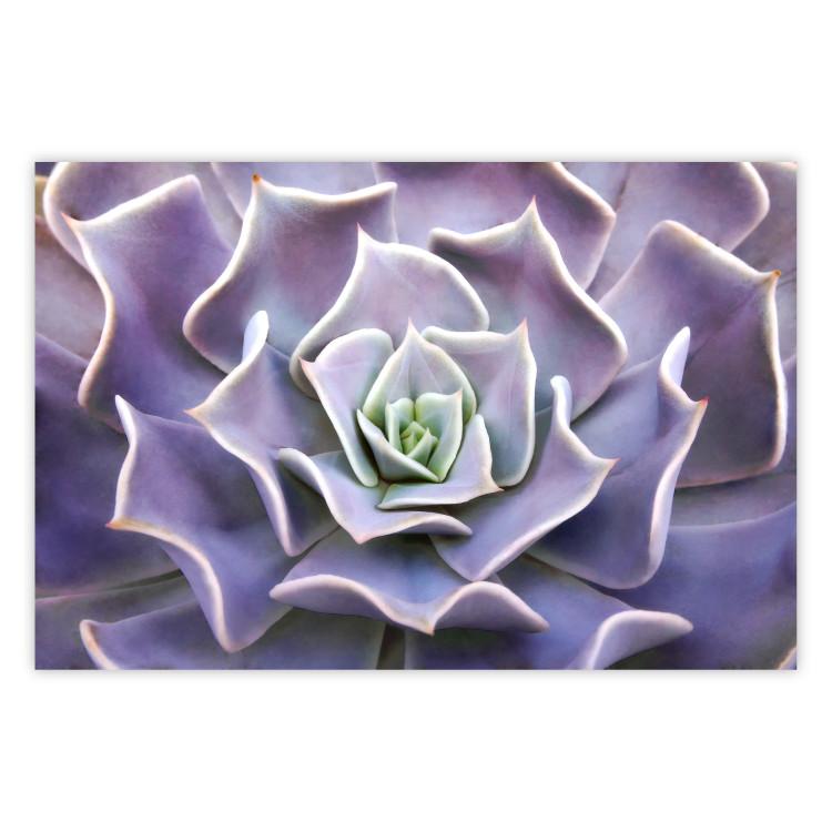 Poster Purple Succulent - plant composition in lavender-colored leaves