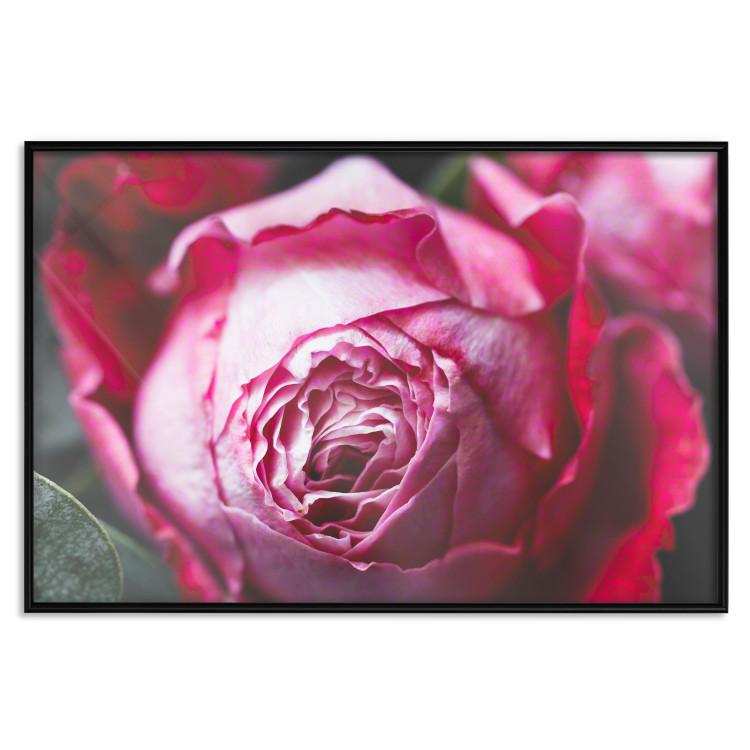Poster Rose Geometry - composition with intense-colored rose petals