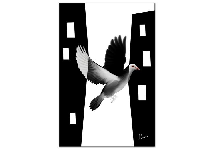 Canvas City pigeon - a bird that blends into the city in black and white