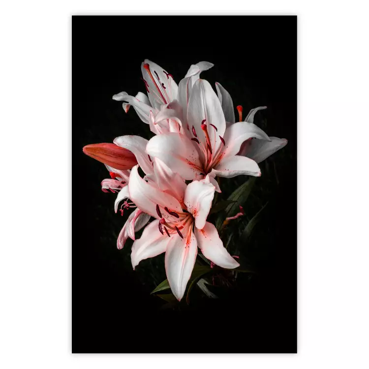 Poster Lilies - composition with beautiful light pink flowers on a deep black background