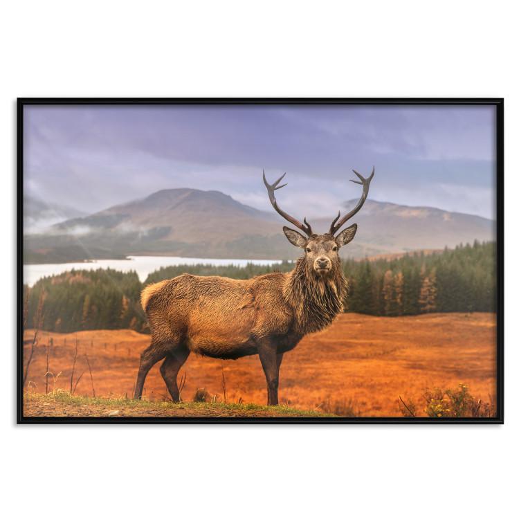 Poster Scottish Stag - majestic deer against forest landscape and mountain range