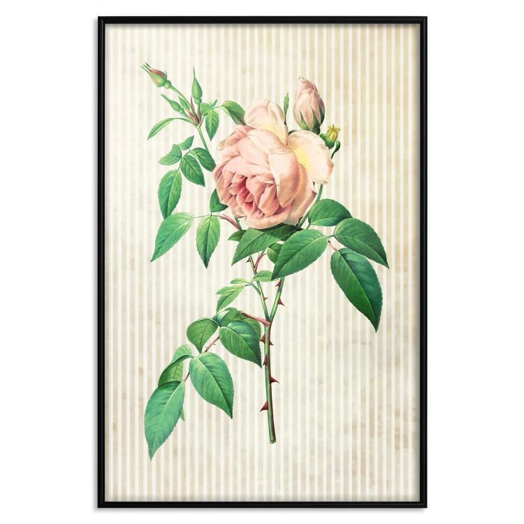 Poster Victorian Rose - colorful floral composition against a background of beige stripes
