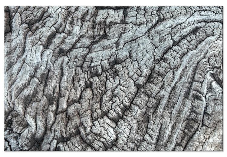 Canvas Tree bark - the structure of nature in monochrome gray