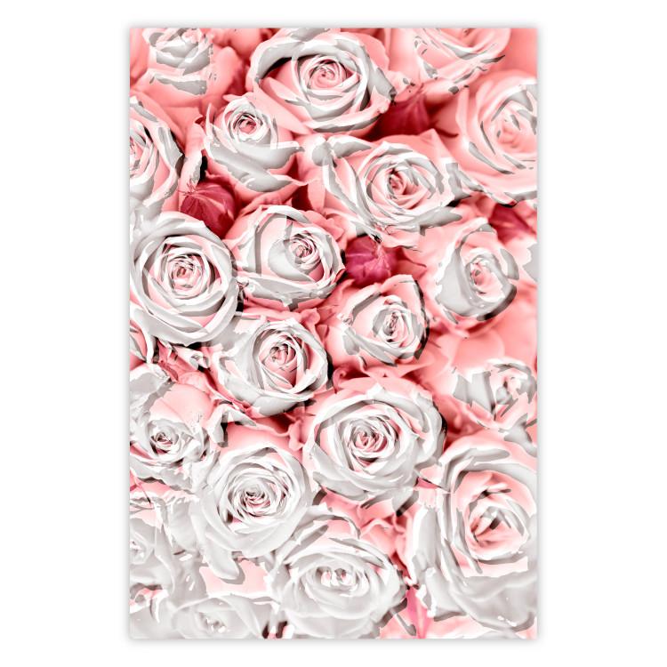Poster White Roses - beautiful composition of lovely flowers in light pink color