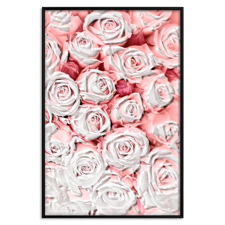 Poster White Roses - beautiful composition of lovely flowers in light pink color